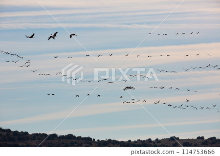 Flock of cranes returning to Gallocanta Lake 114753666