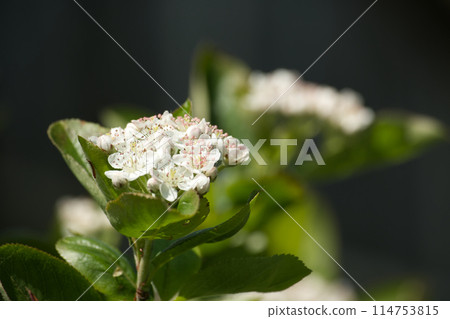 Flowering of aronia with green leaves in closeup 114753815