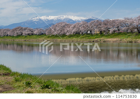 The snow-capped Zao mountain range and cherry blossoms in full bloom reflected in the Shiraishi River 114753830