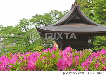Azalea at Tougakuji Temple in Kawasaki City 114754020