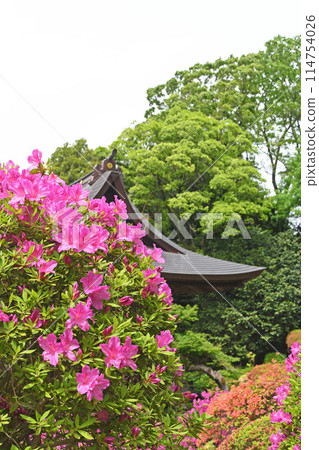 Azalea at Tougakuji Temple in Kawasaki City 114754026