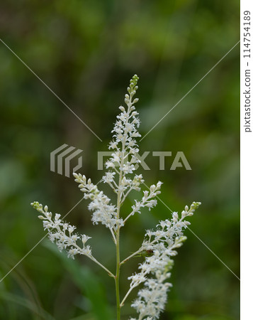 雨季期間，在森林裡盛開的泡森馬 114754189