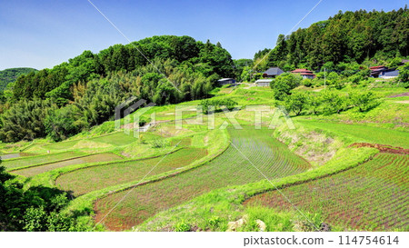 Terayama rice terraces 114754614