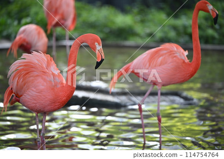 東京台東區上野動物園色彩鮮豔的紅鶴 114754764