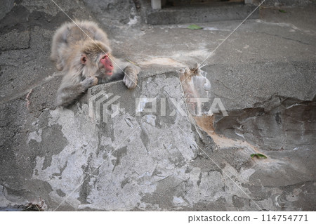 猴山和更新前的兩隻獼猴，東京台東區上野動物園 114754771