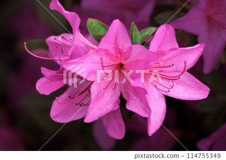 The green maples catch the eye of people in the early summer light. 114755349