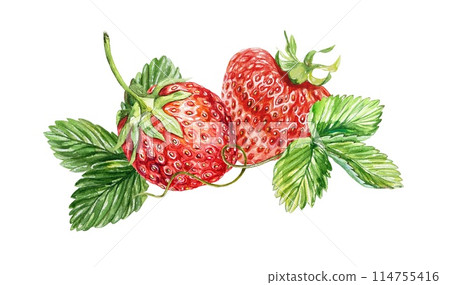 Strawberry. Composition of berries, leaves. Watercolor illustration on white background. Cards, invitations, juice, jam labels, packaging, cosmetics. 114755416