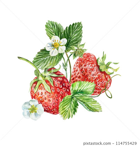 Strawberries, berries, leaves, flowers, tendrils. Watercolor illustration isolated on white background. Cards, jam, juice labels, packaging, cosmetics Strawberries, berries, leaves, flowers, tendrils. Watercolor illustration isolated on white background. Cards, jam, juice labels, packaging, cosmetics 114755429
