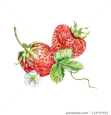 Strawberry, berries, leaf, flower. Watercolor illustration isolated on white background. Cards, juice, jam labels, food packaging, cosmetic products. Strawberry, berries, leaf, flower. Watercolor illustration isolated on white background. Cards, juice, jam labels, food packaging, cosmetic products. 114755431