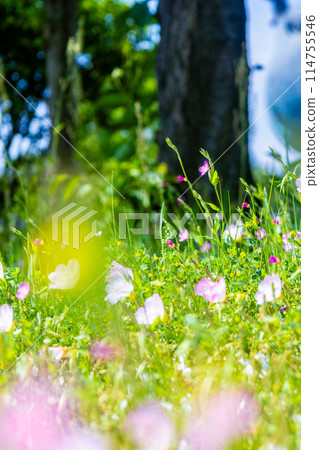 Hiruza 啄木鳥在陽光明媚的日子 114755546