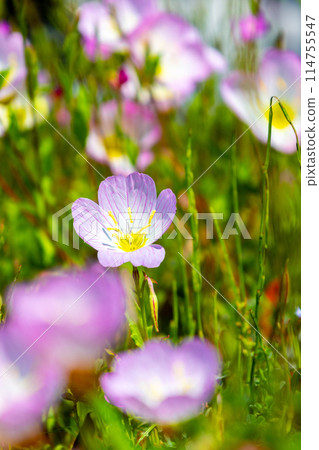 Hiruza 啄木鳥在陽光明媚的日子 114755547