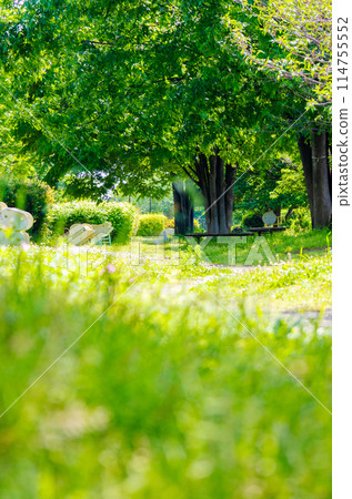 A park with lots of trees and playground equipment 114755552