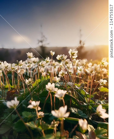 A flower illuminated by the sunset A flower illuminated by the sunset 114755817