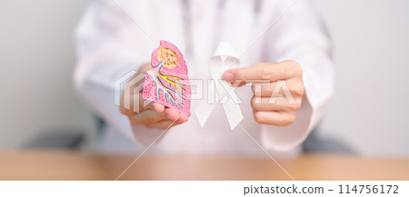 November Lung Cancer Awareness month. Doctor with Smoker Lung anatomy model and White ribbon in hospital. Healthcare and World Cancer day concept November Lung Cancer Awareness month. Doctor with Smoker Lung anatomy model and White ribbon in hospital. Healthcare and World Cancer day concept 114756172