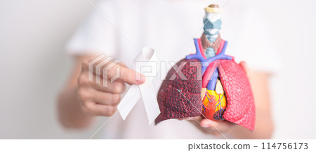 November Lung Cancer Awareness month. Doctor with Smoker Lung anatomy model and White ribbon in hospital. Healthcare and World Cancer day concept November Lung Cancer Awareness month. Doctor with Smoker Lung anatomy model and White ribbon in hospital. Healthcare and World Cancer day concept 114756173