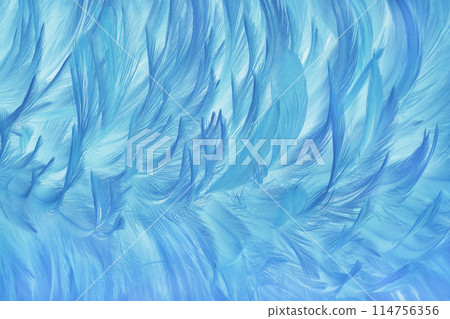 Beautiful white blue bird feathers pattern texture background. Beautiful white blue bird feathers pattern texture background. 114756356