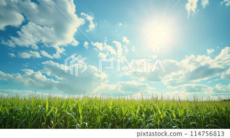 Gorgeous cornfield view under a cloud-dotted blue sky, ideal for agriculture themes. 114756813