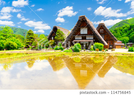 白川鄉水田 114756845