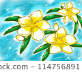 雞蛋花漂浮在水中 114756891