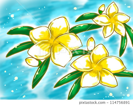 雞蛋花漂浮在水中 114756891