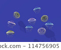 Jellyfish in aquarium 114756905