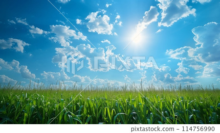 Stunning cornfield under a blue, cloudy sky. A picturesque farm scene. Stunning cornfield under a blue, cloudy sky. A picturesque farm scene. 114756990