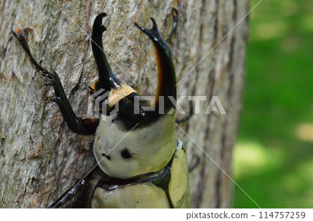 Grant's Stag Beetle on a tree in the forest Grant's Stag Beetle on a tree in the forest 114757259