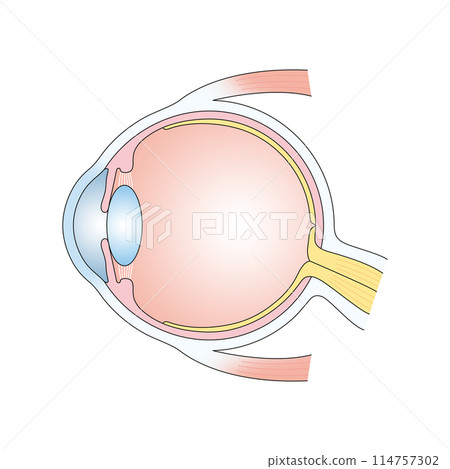 人眼的結構 114757302
