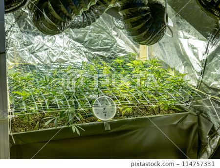 SoG Sea of Green net hemp cultivation technique Growing pot in growtent indoor Vegetative stage marijuana growth Medical 114757331