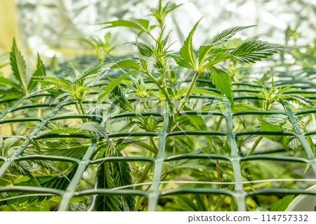 SoG Sea of Green net hemp cultivation technique Growing pot in growtent indoor Vegetative stage marijuana growth Medical SoG Sea of Green net hemp cultivation technique Growing pot in growtent indoor Vegetative stage marijuana growth Medical 114757332