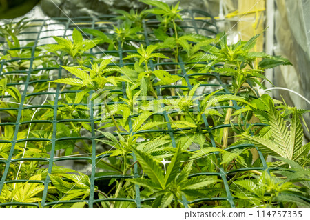 SoG Sea of Green net hemp cultivation technique Growing pot in growtent indoor Vegetative stage marijuana growth Medical 114757335