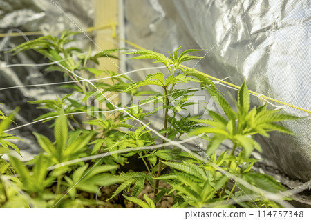 SoG Sea of Green net hemp cultivation technique Growing pot in growtent indoor Vegetative stage marijuana growth Medical 114757348