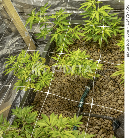 SoG Sea of Green net hemp cultivation technique Growing pot in growtent indoor Vegetative stage marijuana growth Medical 114757350
