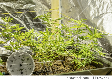 SoG Sea of Green net hemp cultivation technique Growing pot in growtent indoor Vegetative stage marijuana growth Medical 114757357