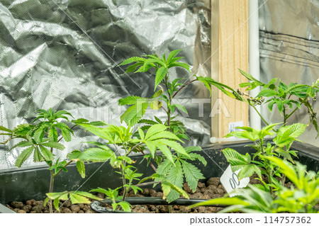 Medical Cannabis Sativa plants growing indoors Lab system legal light drugs medication medicine concept selective focus Medical Cannabis Sativa plants growing indoors Lab system legal light drugs medication medicine concept selective focus 114757362