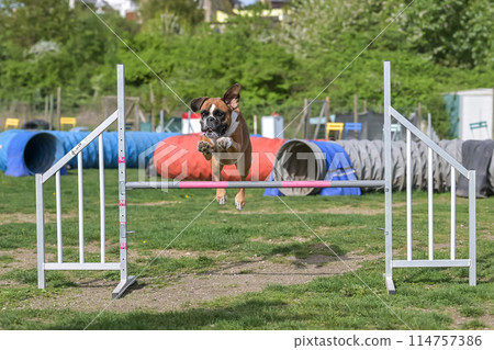 German Boxer Purebred Dog agility field jumping over obstacles, crossing tunnel, running slalom German Boxer Purebred Dog agility field jumping over obstacles, crossing tunnel, running slalom 114757386