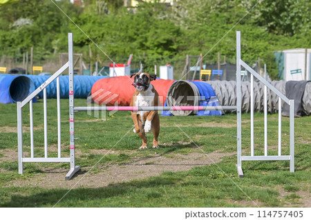 German Boxer Purebred Dog agility field jumping over obstacles, crossing tunnel, running slalom German Boxer Purebred Dog agility field jumping over obstacles, crossing tunnel, running slalom 114757405