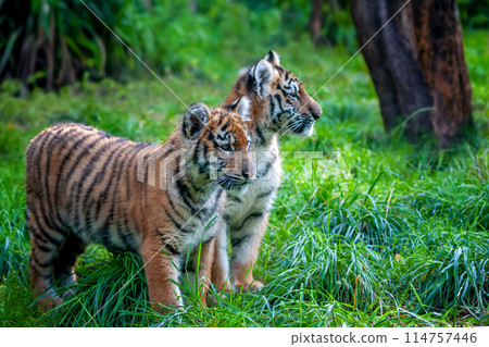 Two tigers cub in the wild.  Wild cat in nature habitat 114757446