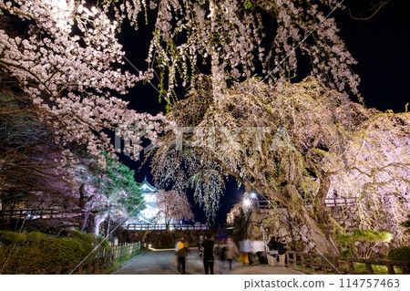 弘前城壯麗的夜景：遷址後的天守閣與垂枝櫻花，2024年，青森縣 114757463