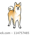 Simple watercolor illustration 114757485