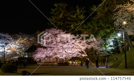 弘前城最長壽的染井吉野之夜 青森縣 弘前城最長壽的染井吉野之夜 青森縣 114757540