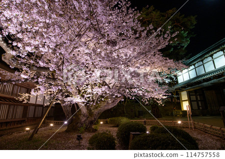 弘前城最長壽的染井吉野之夜 青森縣 弘前城最長壽的染井吉野之夜 青森縣 114757558