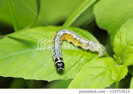 絨葉蛾幼蟲外觀美麗，身體乳白色，黃色，有太陽黑子（自然光，頻閃，微距鏡頭特寫） 114757615