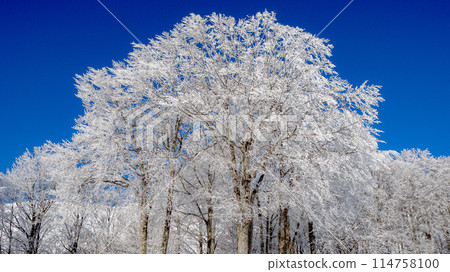 Trees covered in frost sparkling against the blue sky: Winter scenery, Hakuba Village, Nagano Prefecture 114758100