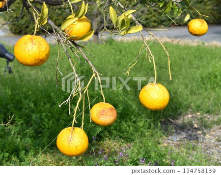 Summertime orange Summertime orange 114758139