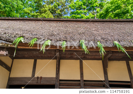 茅草屋簷鳶尾花 114758191