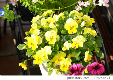 Viola flowers Viola flowers 114758371