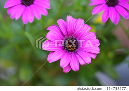 非洲金盞花花 非洲金盞花花 114758377