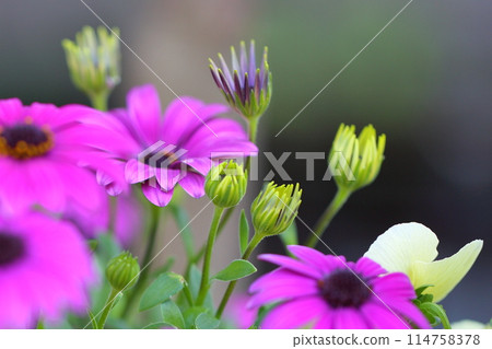African marigold flower 114758378