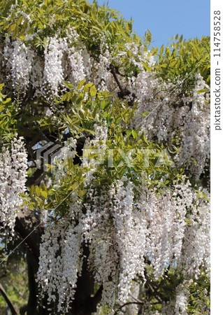 Wisteria flowers on the park trellis 114758528